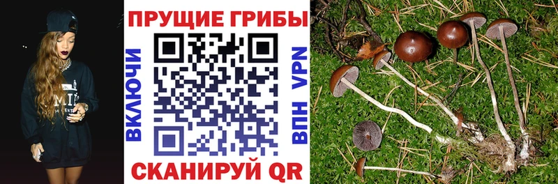 Купить  Армянск  Галлюциногенные грибы Magic Shrooms 